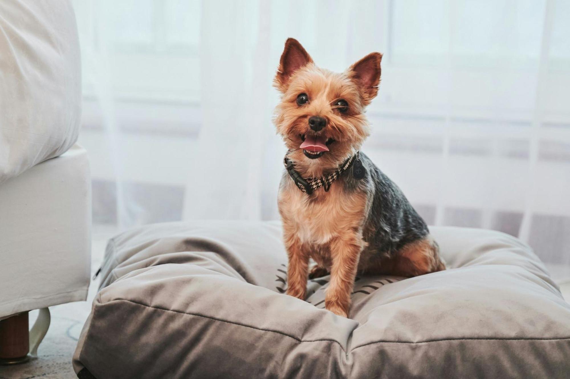 Sheraton Sopot Hotel Екстериор снимка Yorkshire Terrier